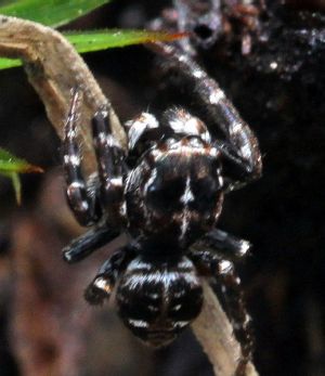 Sitticus floricola.Rimvydo.Kindurio.120506-05.jpg
