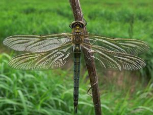 Smaragdine skete.Nomedos.jpg