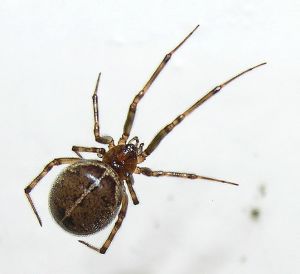 Steatoda bipunctata.MKE.2008-05-16.jpg
