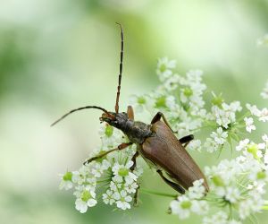 Stenocorus meridianus .RimvydoKindurio.100704.jpg