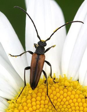Stenurella melanura.Rimvydo.090621.jpg