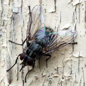 Stomoxys calcitrans.muse kandikle.MKE.2010-08-07.jpg