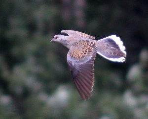 Streptopelia turtur.RimvydoKindurio.110716-47.jpg