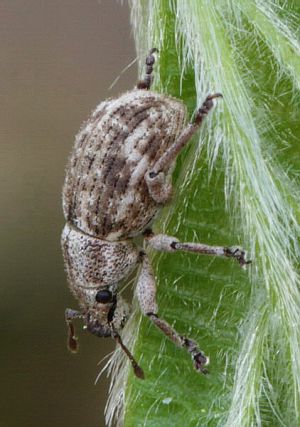Strophosoma capitatum.2012-04-29.jpg