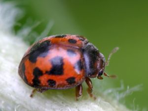 Subcoccinella vigintiquatuorpunctata.Rimvydo.090606.jpg