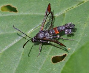 Synanthedon formicaeformis.R.Kindurio.130617-44-copy-2.jpg