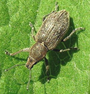 Tanymecus palliatus.2010-05-30.jpg