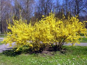Tarpine forsitija.MKE.2008-04-25.jpg