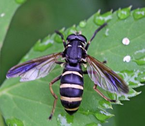 Temnostoma bombylans.RimvydoKindurio.110624.jpg
