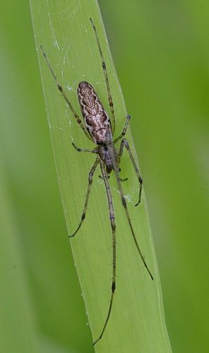 Tetragnatha montana.jpg