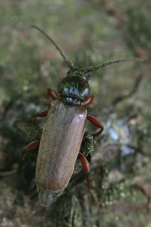 Tetropium castaneum.Rimvydo.090621.jpg