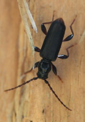 Tetropium castaneum1.Rimvydo.090621.jpg