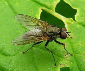 Thricops nigrifrons1.MKE.2010-06-10.jpg