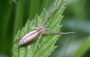 Tibellus oblongus.Rimvydo Kindurio.110618-31.jpg