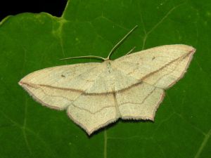 Timandra comae, 2006-09-20.jpg