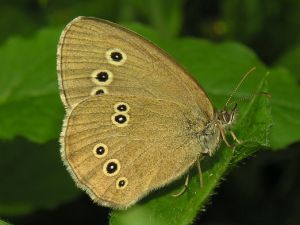 Tmasusis satyras. MKE.jpg