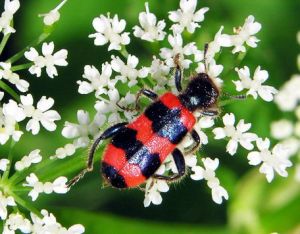 Trichodes apiarius. MKE.JPG