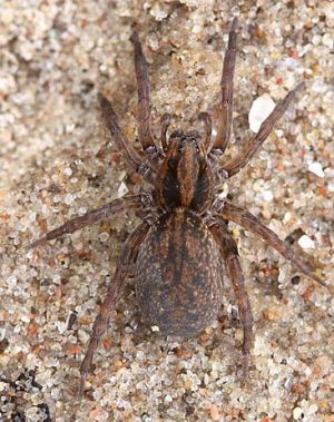 Trochosa ruricola.Rimvydo Kindurio.jpg