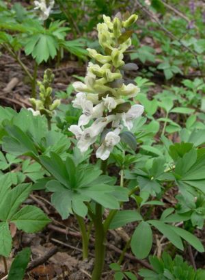 Tusciaviduris rutenis1MKE.JPG