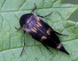 Variimorda villosa.Rimvydo.100725-20.jpg