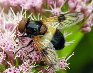 Volucella pellucens.MKE.2006-07-22.JPG