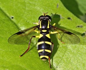 Xanthogramma pedissequum.RimvydoKindurio.100529.jpg