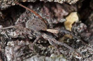 Xerolycosa nemoralis.RimvydoKindurio.120630.jpg
