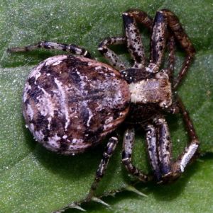 Xysticus audax.110514.jpg