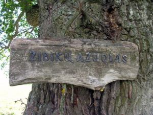 Zibiku azuolas1.MKE.jpg